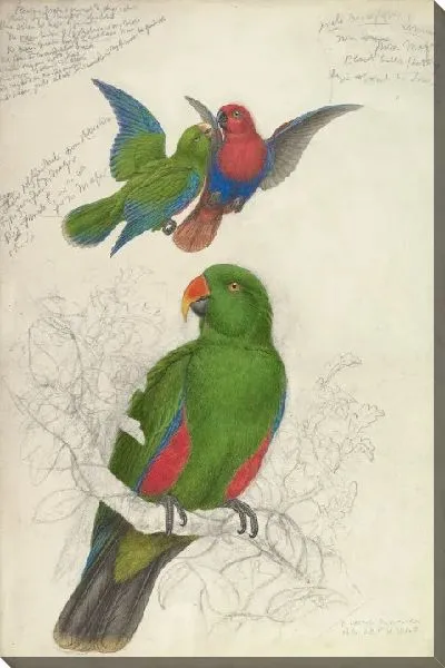 Картина Благородный зелёно-красный попугай