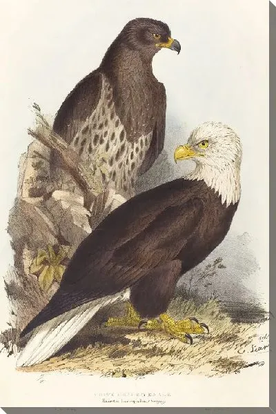 Картина Белоголовый орел