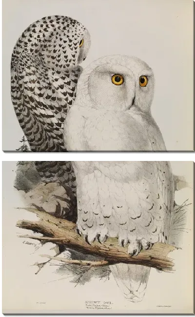 Картина Снежная сова, бубонский скандиак