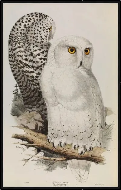 Картина Снежная сова, бубонский скандиак