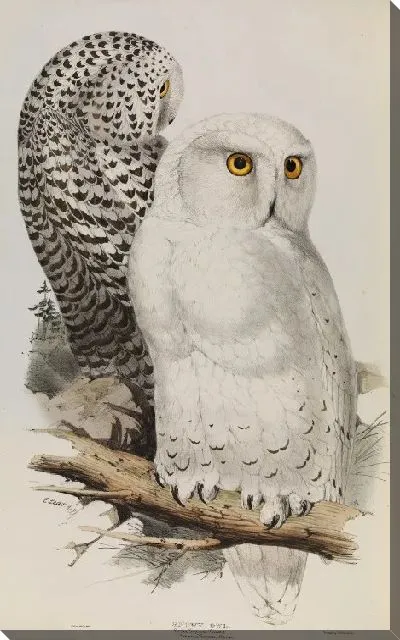 Картина Снежная сова, бубонский скандиак