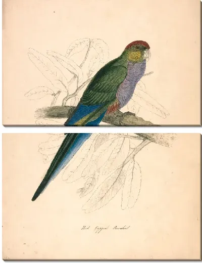 Картина Попугай в красной шапочке, женский