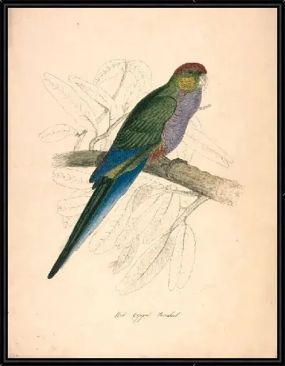 Картина Попугай в красной шапочке, женский