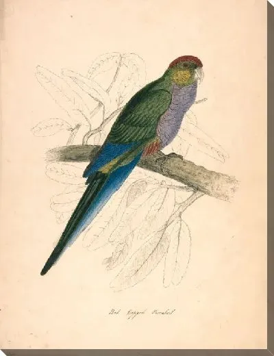 Картина Попугай в красной шапочке, женский