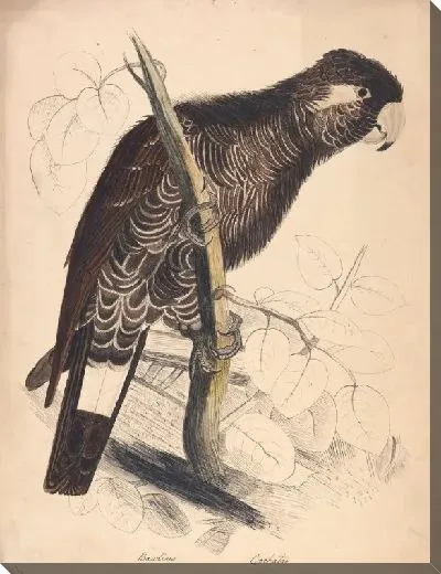 Картина Боденский какаду