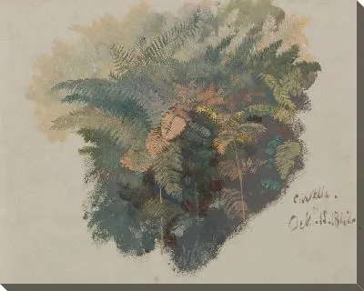 Картина Исследование папоротников, чивителла