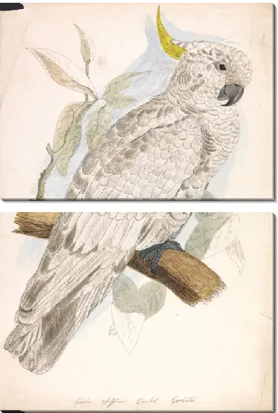 Картина Большой серый хохлатый какаду