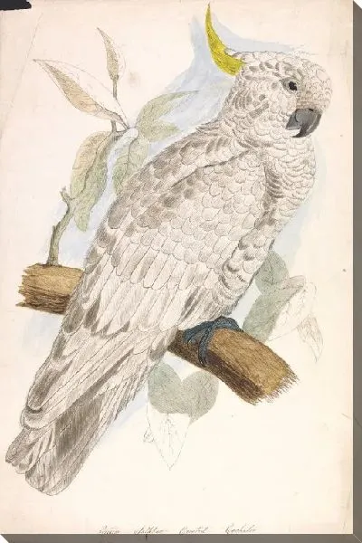 Картина Большой серый хохлатый какаду