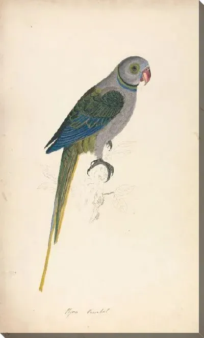 Картина Голубь Парракит