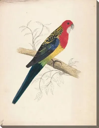 Картина Попугай в красной шапочке (женский)