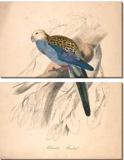 Картина Бледный попугайчик