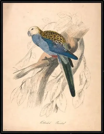 Картина Бледный попугайчик