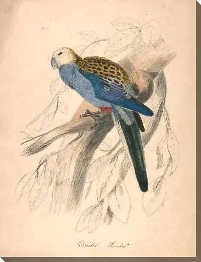 Картина Бледный попугайчик