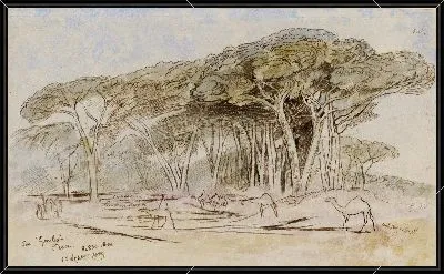 Гомбо, Пиза