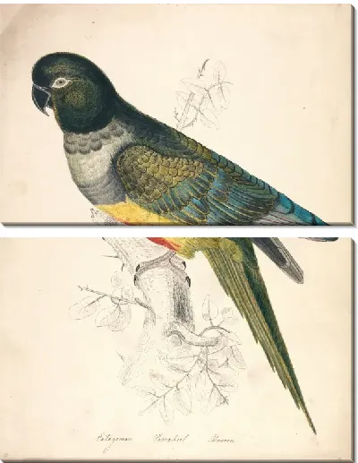 Картина Патагонский попугай ара