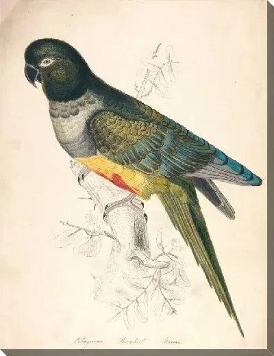 Картина Патагонский попугай ара