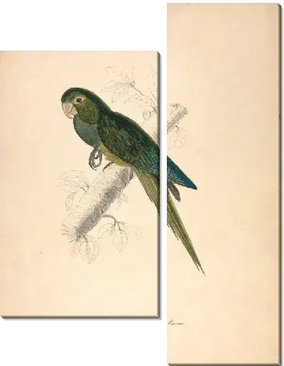 Картина Карликовый попугай ара