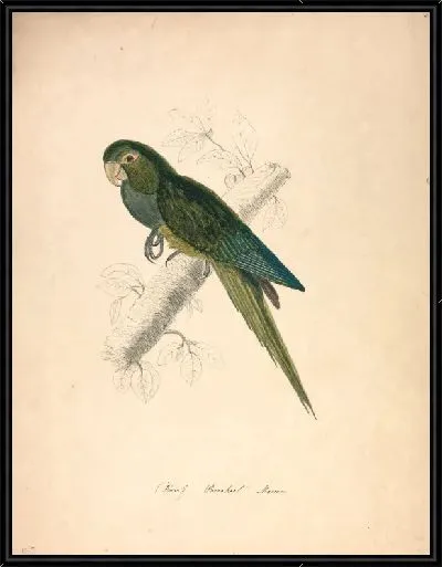 Картина Карликовый попугай ара