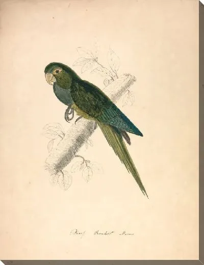 Картина Карликовый попугай ара