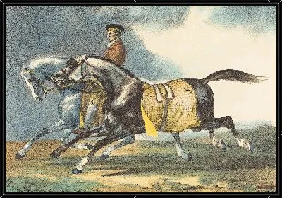 Два серо-коричневых лошади