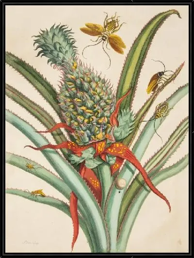 Картина Табличка 1 из диссертации "поколения насекомых и метаморфозы в Суринаме"