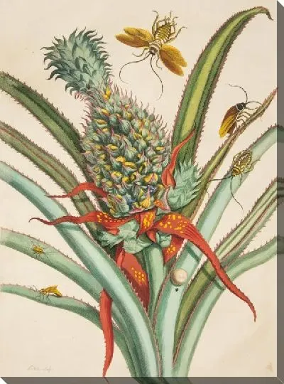 Картина Табличка 1 из диссертации "поколения насекомых и метаморфозы в Суринаме"