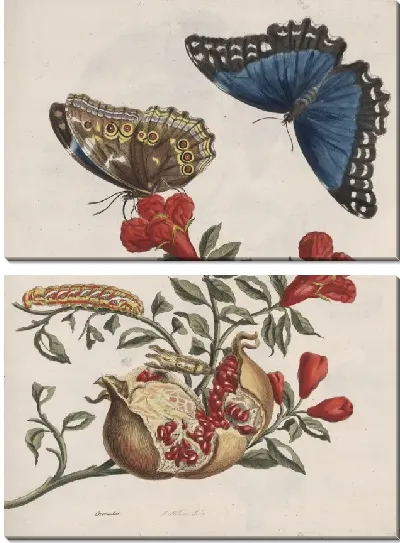 Картина Обзор поколения и метаморфозы насекомых Суринам