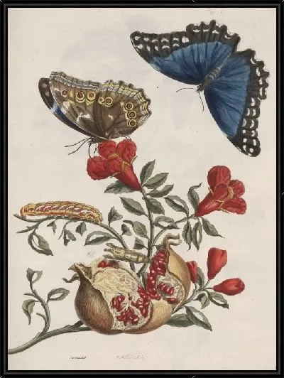 Картина Обзор поколения и метаморфозы насекомых Суринам