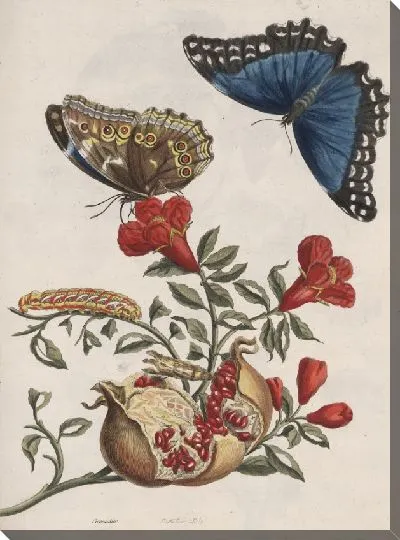 Картина Обзор поколения и метаморфозы насекомых Суринам