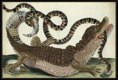 Обзор поколения и метаморфозы насекомых Суринам