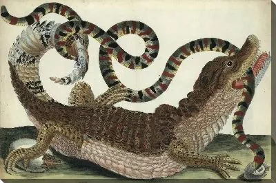 Обзор поколения и метаморфозы насекомых Суринам