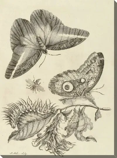 Картина Пустынная жимолость