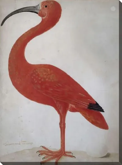 Картина Алый ибис с яйцом