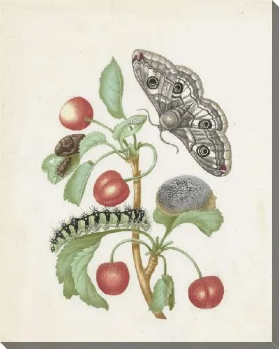 Картина Преображение ночного павлиньего глаза