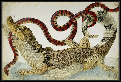 Суринамский Кайман сражается с южноамериканской ложной коралловой змеей