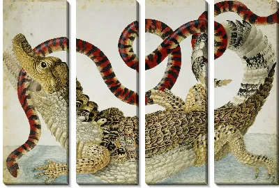 Суринамский Кайман сражается с южноамериканской ложной коралловой змеей