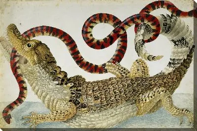 Суринамский Кайман сражается с южноамериканской ложной коралловой змеей