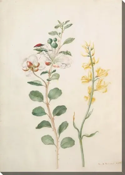 Картина Изучение каперсов, дрока и жука