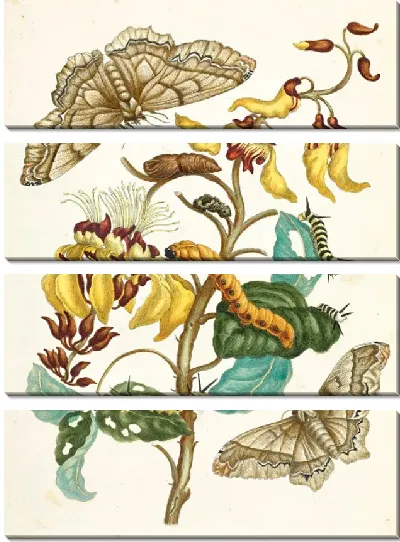 Картина Метаморфозы насекомых Суринам