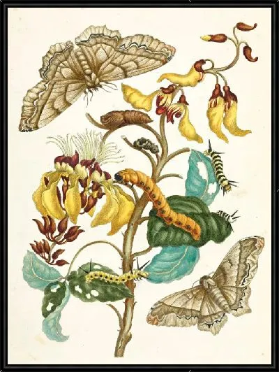 Картина Метаморфозы насекомых Суринам