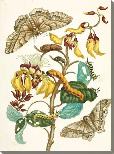 Картина Метаморфозы насекомых Суринам