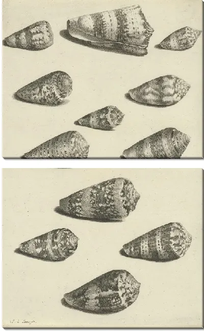 Картина Двенадцать раковин различных видов улиток