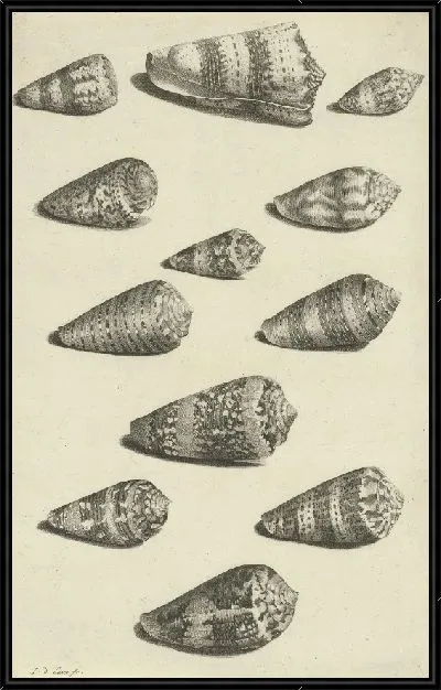 Картина Двенадцать раковин различных видов улиток