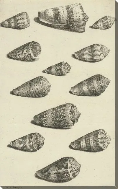 Картина Двенадцать раковин различных видов улиток