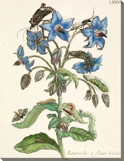 Картина огуречник аптечный