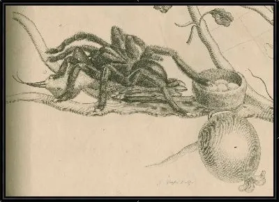 Изучение паука-птицееда с колибри