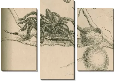 Изучение паука-птицееда с колибри