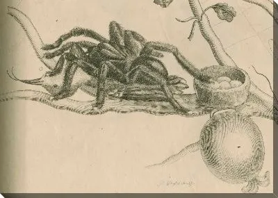 Изучение паука-птицееда с колибри