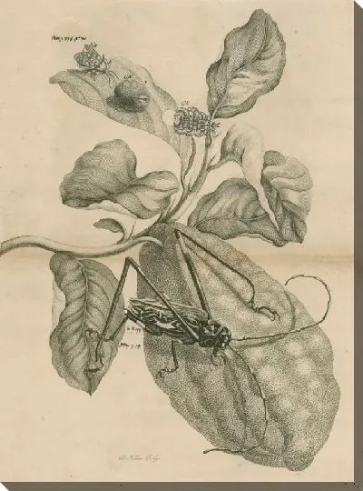 Картина Изучение Марией Мериан жука-арлекина на плодах цитрусовых, с мотыльком в стадии развития.