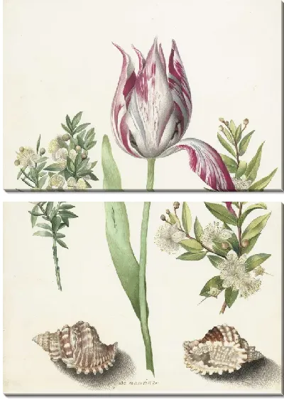 Картина Тюльпан, две ветки мирта и две раковины